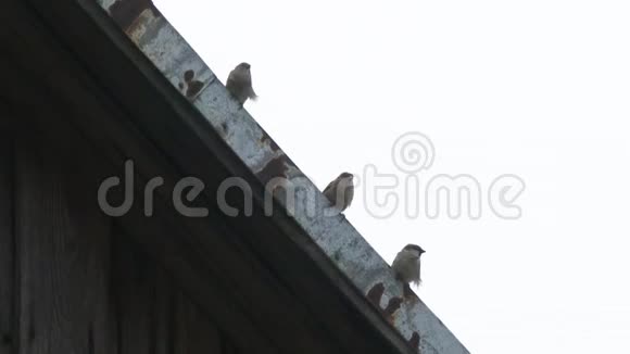 一群鸟麻雀正坐在老屋顶上鸟儿坐在屋顶上麻雀在一次视频的预览图