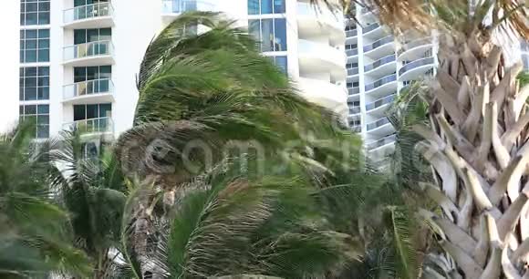 棕榈枝在迈阿密海滩随风摇摆视频的预览图