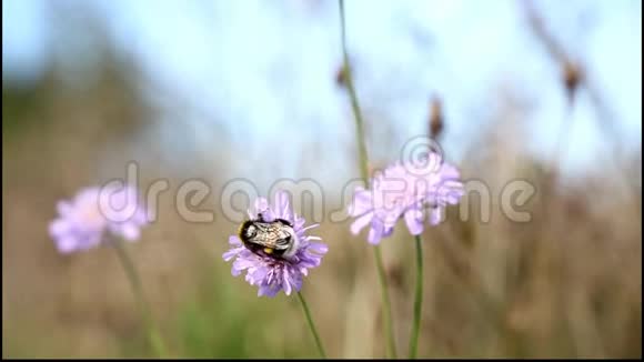 大黄蜂采秋花蜜视频的预览图