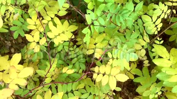 灌木小绿黄叶近景秋季概念视频的预览图