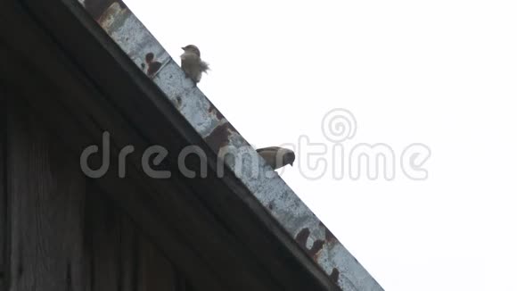 一群鸟麻雀正坐在老屋顶上鸟儿坐在屋顶上麻雀在一次视频的预览图