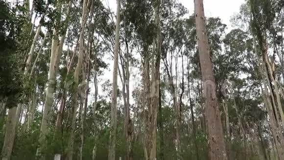 布诺波利斯的桉树森林视频的预览图