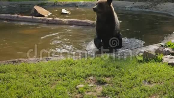 棕色熊游泳后抖水视频的预览图
