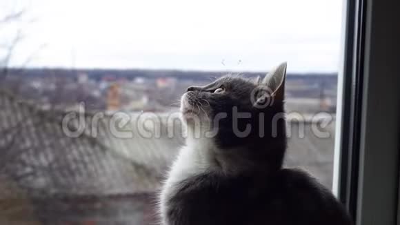 灰色小猫看着天空中鸟儿的飞翔望着窗外来回移动他的头视频的预览图