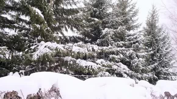 下雪了白雪覆盖的云杉树枝冬天云杉树在霜冻针叶树的杉树枝视频的预览图