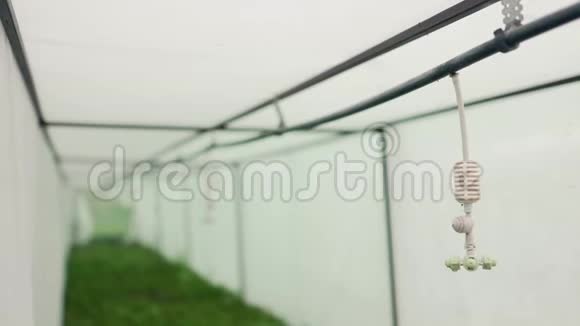 温室特写的白色喷头农业种植灌溉系统汽车厂静态射击视频的预览图