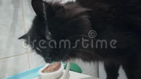 黑色家猫饮料和搭水从水龙头在浴室特写宠物的滑稽动作低角度手持视频的预览图