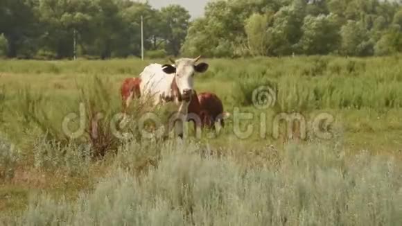 一头白母牛站在草地上看上去视频的预览图