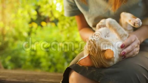 可爱的红色小猫躺在一个女孩的膝盖上坐在院子里的木凳上背景是绿色的树叶在大自然中行走视频的预览图