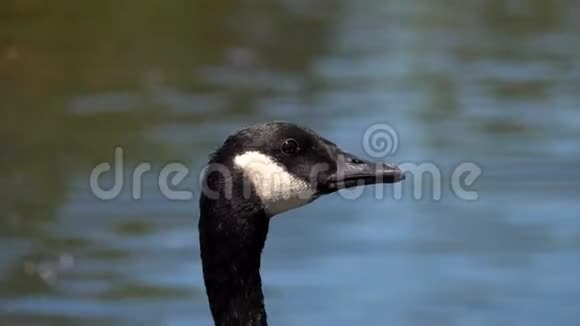 愤怒的加拿大鹅在水道旁呼唤视频的预览图