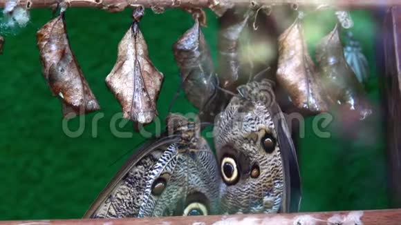 蝴蝶卡利戈孟农保护他们的蛹视频的预览图