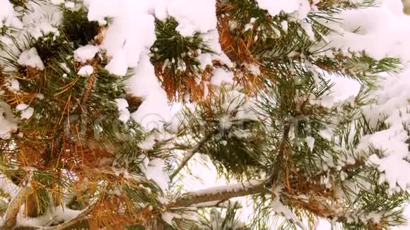在加拿大的冬季雪日兔子潘视频的预览图