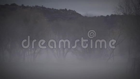 带树和慢潘湖的怪雾视频的预览图