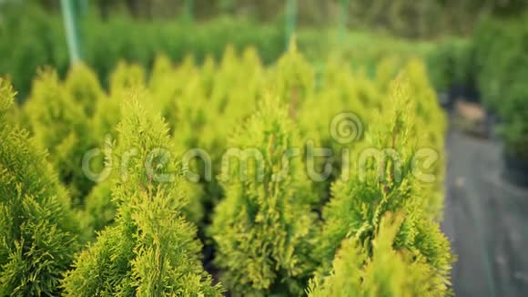 美丽明亮的针叶树植物出售在苗圃生长着装饰性的黄色Thuja小型企业视频的预览图