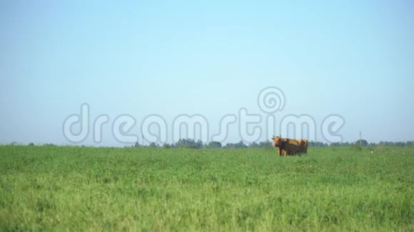 草地上的奶牛嚼草奶牛放牧农场牛在田间放牧视频的预览图