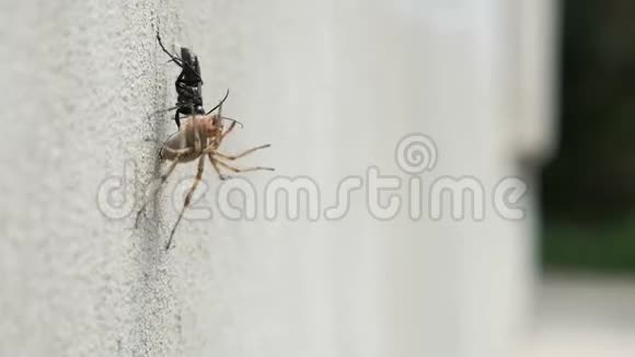 一只黑甲虫把一只死蜘蛛拖在墙上视频的预览图