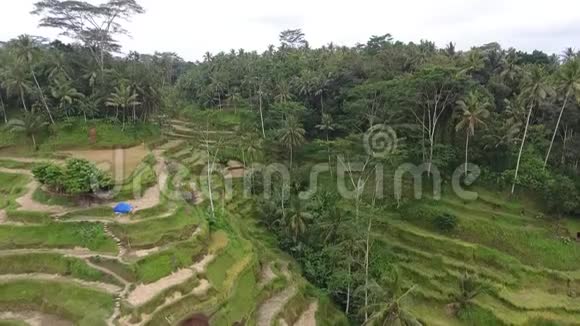 印度尼西亚丛林丘陵上的旱稻田空中拍摄4k视频的预览图