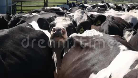 在维多利亚的一个奶牛场一头荷斯坦奶牛的脸视频的预览图