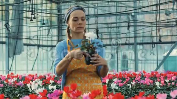 专业的园丁在花盆里看一朵甜蜜的花视频的预览图