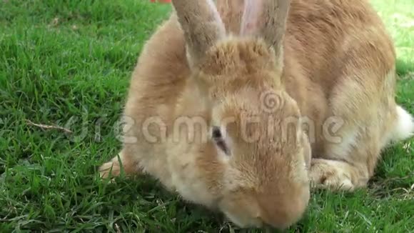 兔子兔子兔子视频的预览图