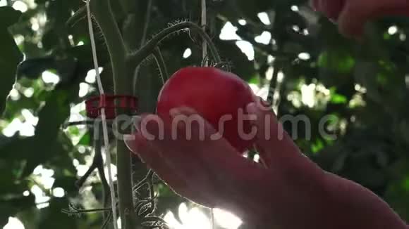 番茄的收获时间视频的预览图