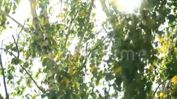 太阳耀斑冲破树枝视频的预览图