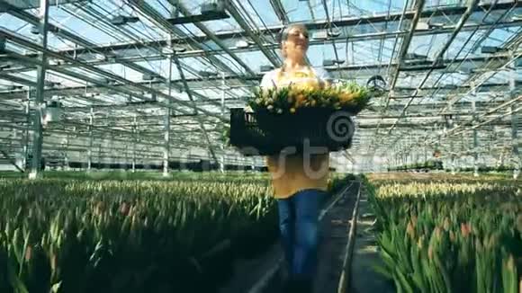温室工作人员拿着黑色的篮子和郁金香走在生长的花朵附近视频的预览图