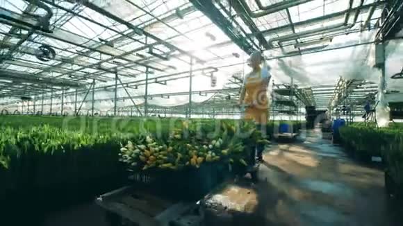花商把收集到的郁金香运到温室里视频的预览图