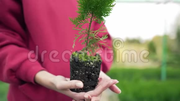 生物学家正在用压着的土壤保存一种植物生态系统针叶苗根广角静态拍摄视频的预览图