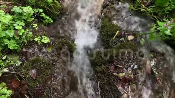 一位口渴的游客徒步旅行者用手收集从绿草和苔藓中涌出的天然山泉中的清水视频的预览图