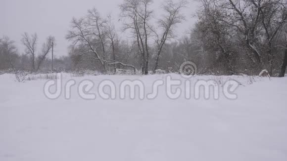 冬天圣诞节公园下雪雪落在森林里在乡间公路上撒雪视频的预览图