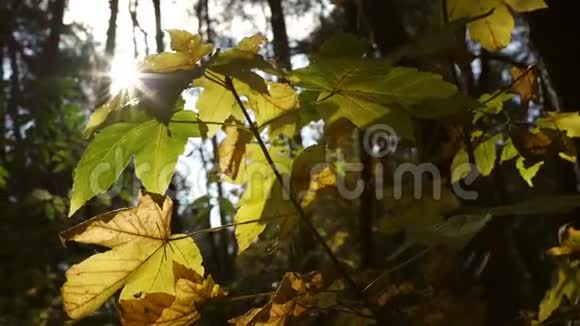 绿黄相间的枫叶掩藏着明媚的秋日阳光视频的预览图