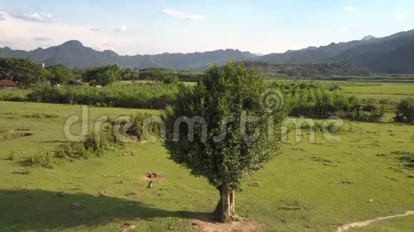 树木周围的空中运动白天在新鲜的田野上观叶视频的预览图