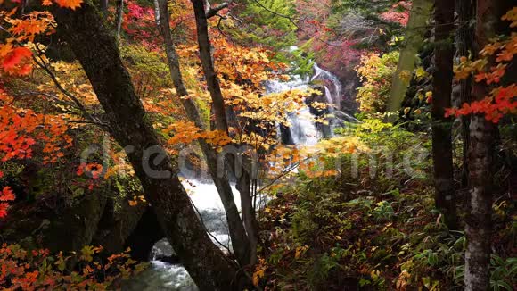 秋天美丽的彩色树叶视频的预览图