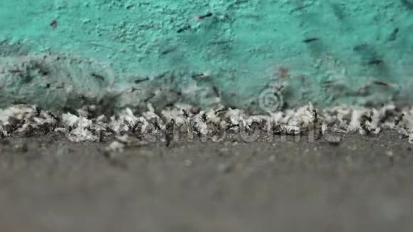 卵蚁背景视频的预览图