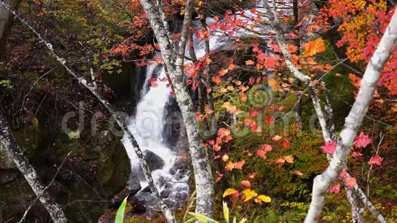 金川河的瀑布在秋天的季节里流过五颜六色的树叶的岩石视频的预览图