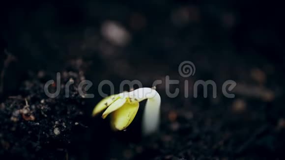 在温室农业中生长植物萌发新生小植物极端接近宏观视频的预览图