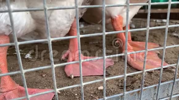 家禽饲养场金属围栏后面的一只着笼子的鹅的红腿肉的生产理念视频的预览图