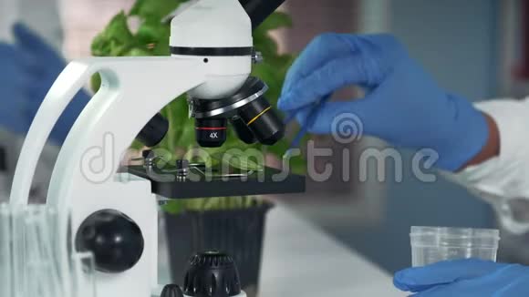 科学家用外科钳子将植物叶片从显微镜放置到塑料烧杯中视频的预览图