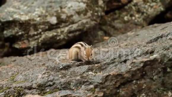 一只可爱的毛茸茸的花栗鼠在岩石上跳跃和寻找食物的慢动作视频的预览图