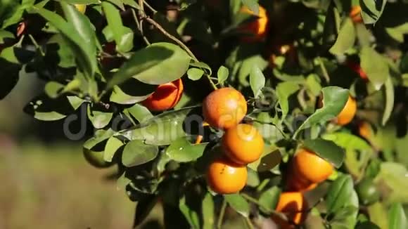 阳光明媚的一天橘子园里有水果的橘子树自然户外美食背景视频的预览图