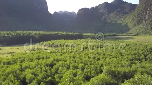 大峡谷森林与古山鸟瞰视频的预览图