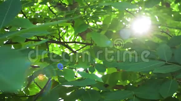 夏天阳光透过胡桃树的叶子视频的预览图