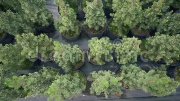 盆栽的冷杉树苗当地规模的生态商业装饰树视频的预览图