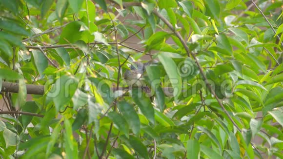 两只斑马鸽栖息在树枝后面视频的预览图