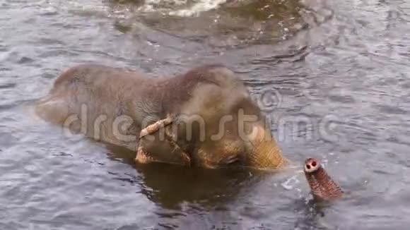 一只亚洲大象在水里洗澡挥舞着它的树干这是来自亚洲的濒危动物物种视频的预览图