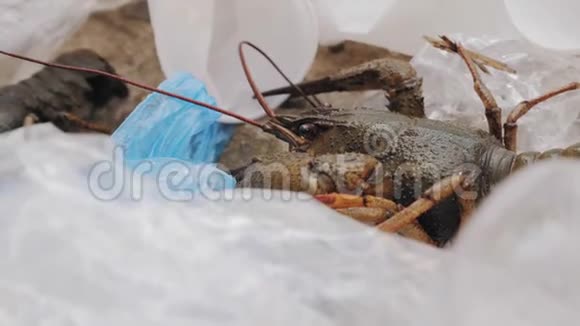 小龙虾试图从一堆塑料垃圾中出来视频的预览图