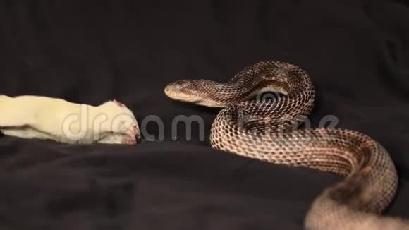 老鼠蛇喂大白鼠视频的预览图