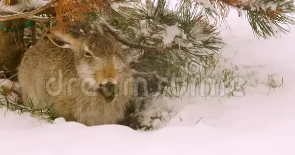 加拿大下雪时兔子吃树叶视频的预览图