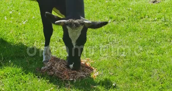 牛吃田食视频的预览图